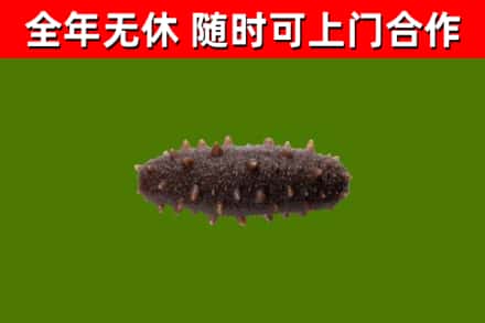九江回收海参干
